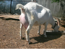 ������ 2 ���� ( ������ ��������)