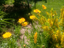 ���������, ���������