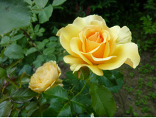 ����� ����