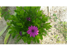 P 20160728 132244 1 p.jpg