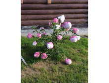 ������� �����