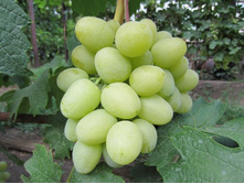 �������� ���� 160���..jpg