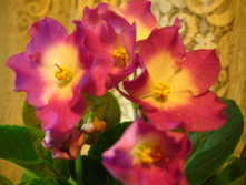 IMG 4934.JPG