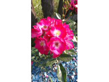 Grand-Duc Jean (4).JPG