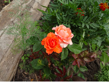 �������� "�����"