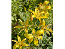 �����, ������ 110��