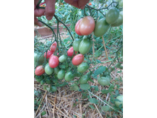 ���-���-���