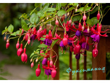 "���������" ������