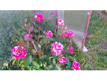 Deep Impression (4).JPG