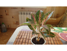 ��������� ����������(�������)