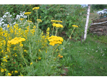 ������������� ����������