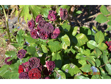 ��� ��������� �� ����� �������� ������ ��� ����� �������� ��������!