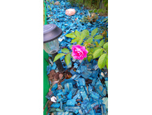 Pink-Grootendorst-nah (1).JPG