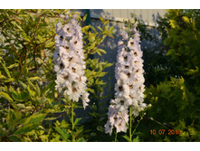 �������. �����������