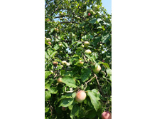 ������� ������