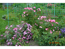 Bukavu � ��������