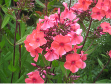 ������ �������.JPG