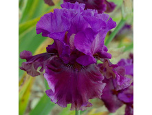 Dakota’s Smoke - 13,16