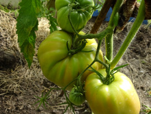 ������ �������