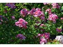 ������ (������)