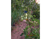 �������� 015.jpg