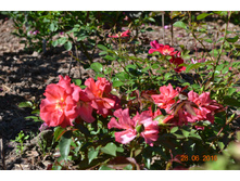 Cinco de Mayo (����)