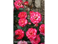 Sweet Simphoni (�����������).jpg