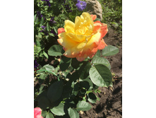 ���� Gloria Dei (������ ���)