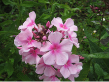 ����� ���