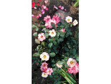 IMG 20160724 090423.jpg