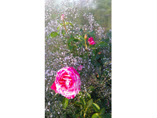 Deep Impression (9).JPG