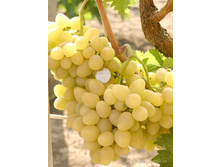 �������� ������� 160���..jpg