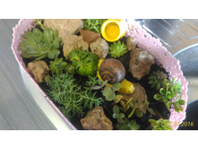 P 20160727 114229 1 p.jpg