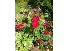 ���� ������