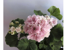 Steffens lina(���� ����) ����