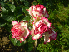 ����� (�����)