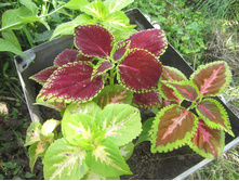 ���� 027.jpg