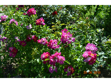 Weg der Sinne (������)