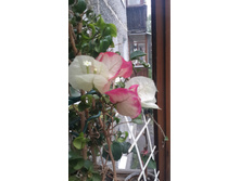 20160714 145655.jpg