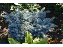 ��� ������ ��������