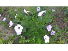 P 20160630 192223 1 p.jpg