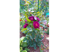 Midnight Blue (12).JPG