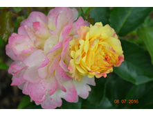 ������� (��������� 2016�) 2 ������-������ � �����