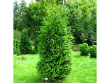 ��� Thuja occ. Brabant - 1,62 ������ �� ������������  � ������  4 ����