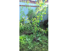 ����� ����.