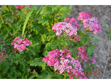 ������ ������