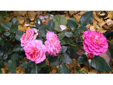 Country Girl (13).JPG