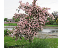 ���������� Kolkwitzia ama. Pink Cloud - 1,87  ������ �� ������������  3 ���� � ������