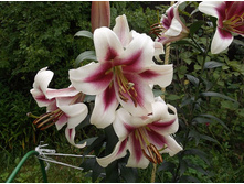 ����� ������ �����.JPG