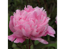 ���� Walter Faxton ���� ������ ������ (Richardson, 1904, ���) ������ 10�� 17.29����